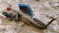 African Mudskipper