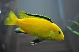 Yellow Lab cichlid 15-25mm (Labidochromis caeruleus )