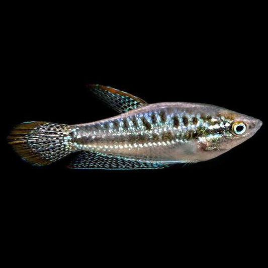 Gourami-Sparkling