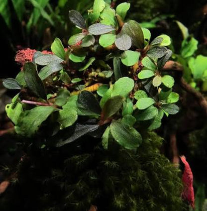 Bucephalandra Portions- 80mm Tub