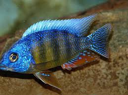 Cichlid-Taiwan Reef (30-40mm)