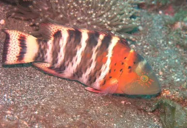 Red Breasted Wrasse