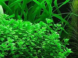 Bacopa Ampiplexicaulis