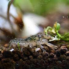 Crayfish-Mexican Dwarf
