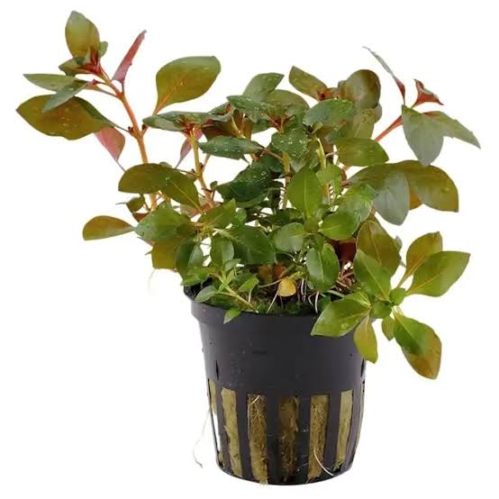 Kaizer Aquatics Ludwigia Super Red