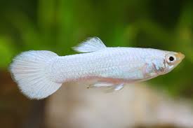 Guppy-Snow White