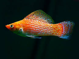 Red Sunset Sailfin Molly