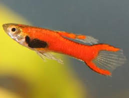 Endler-Red Scarlet