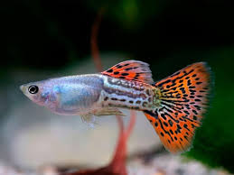 Guppy-Red Cobra Male