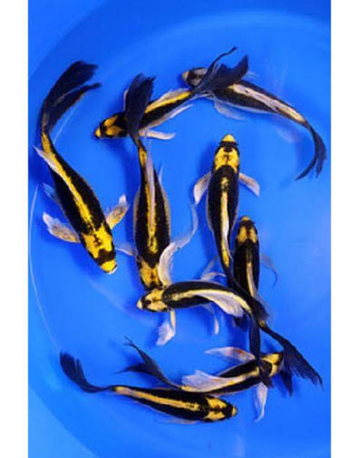 Koi-Maya Butterfly (100mm)