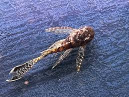 Bristlenose-Longfin Normal