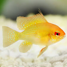 Ramirezi-Gold Sunshine