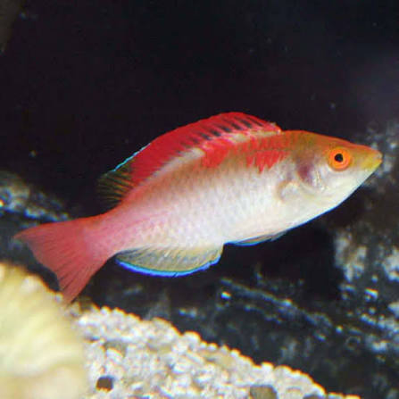 Debelius Wrasse