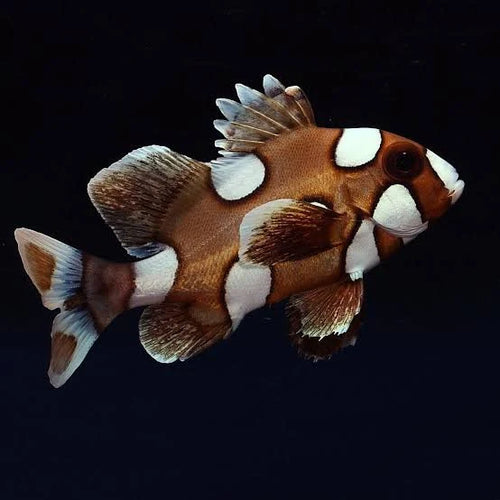 Harlequin Sweet lips (Juv. 70mm)
