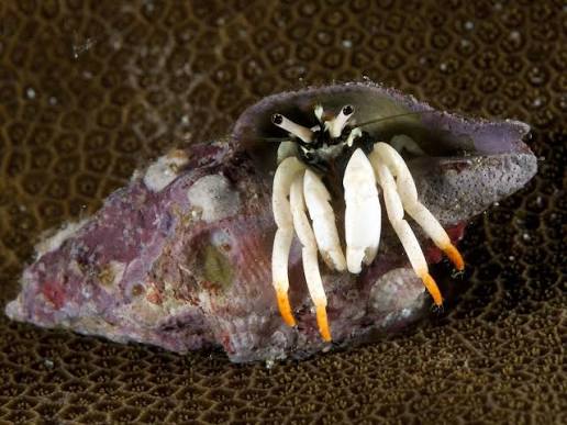 Flame-tip Hermit Crab