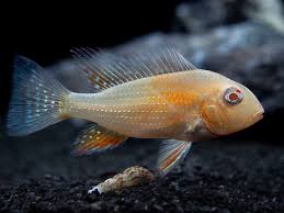 Albino Threadfin Acara (40-50mm)