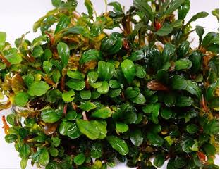 Bucephalandra Portions- 80mm Tub