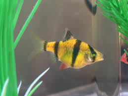 GMO Tiger barb