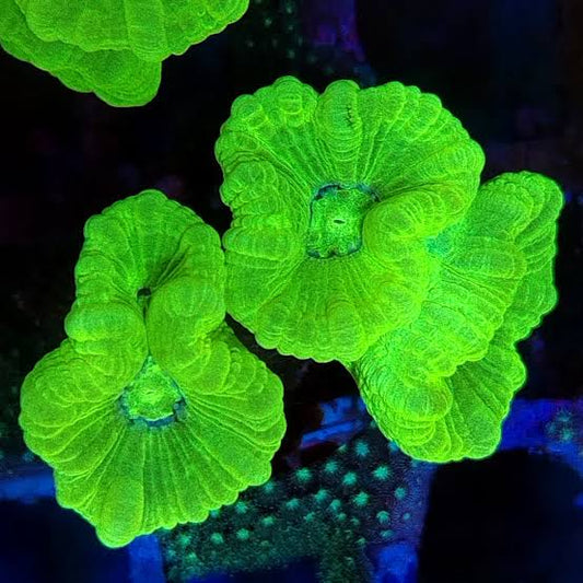 Lumo Green Candy