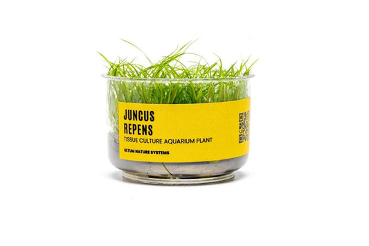 UNS Juncus Repens in-Vitro
