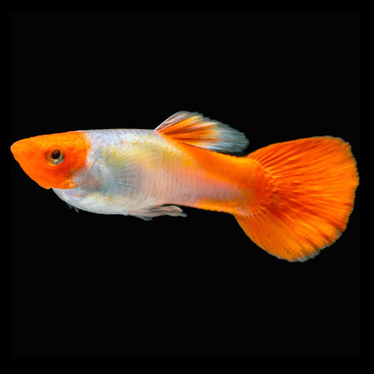 Guppy-Golden Koi