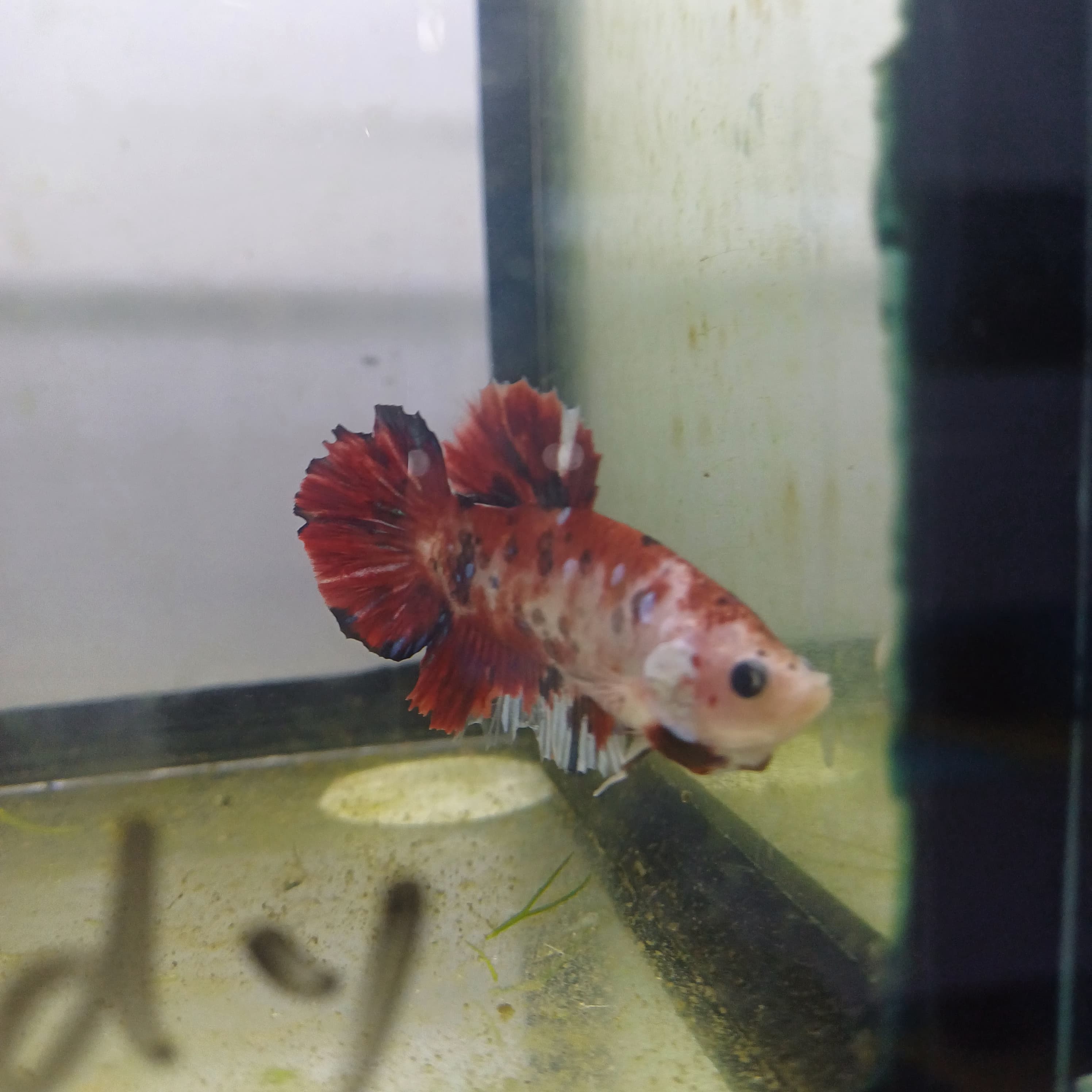 Betta- Galaxy Koi PK #1