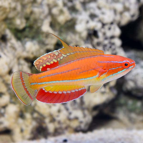 Mccoskeri Flasher Wrasse (4~5cm)
