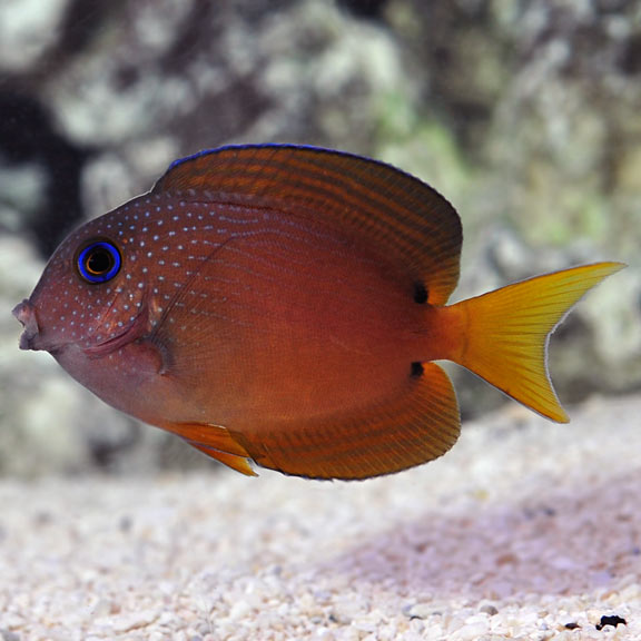 Blue Eye Bristletooth Tang