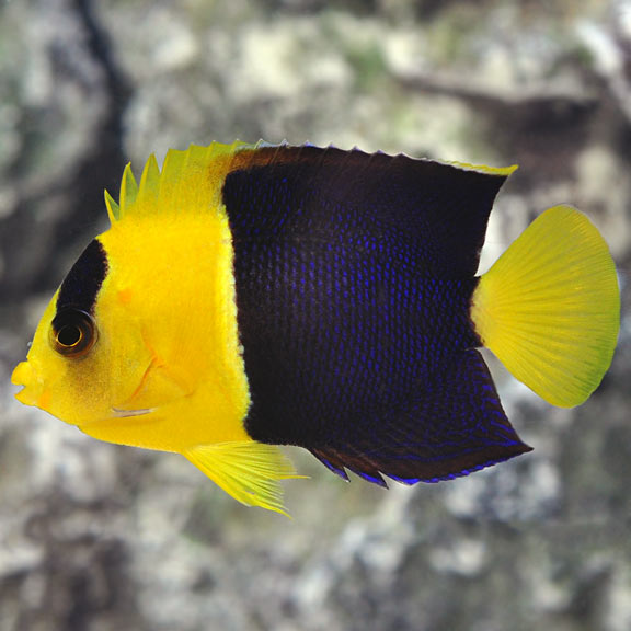 Bicolour Angelfish