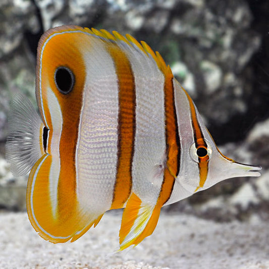 Copperband Butterflyfish 60mm+-