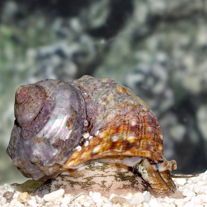 Mexican Turbo Snail