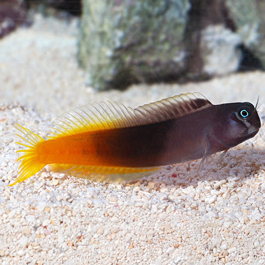 Bi-colour Blenny