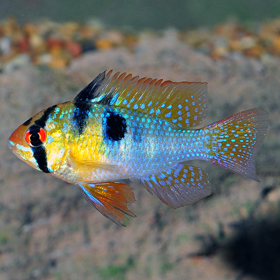 Ramirezi-German Blue(40mm)