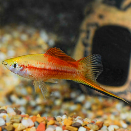 Swordtail(40-60mm)