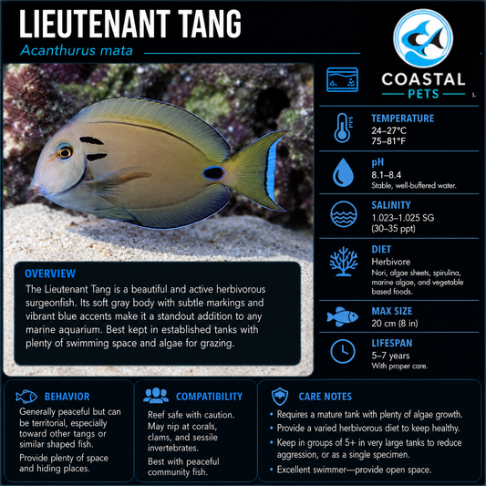 Lieutenant Tang