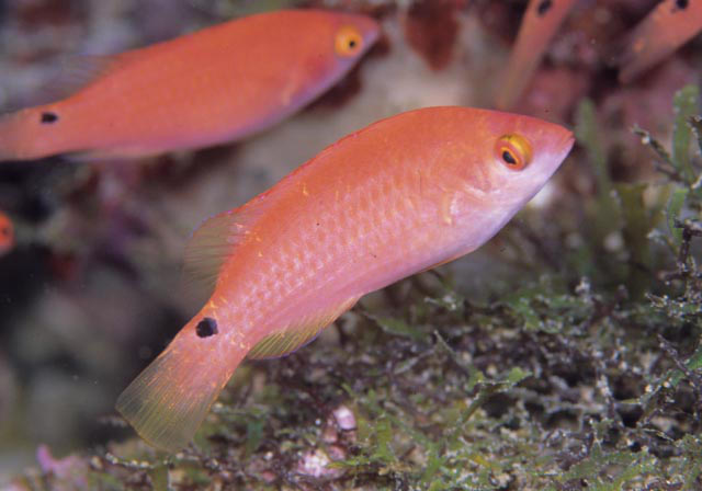 Female Lubbocks wrasse (Blue)