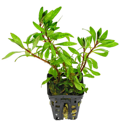 Ludwigia - Local
