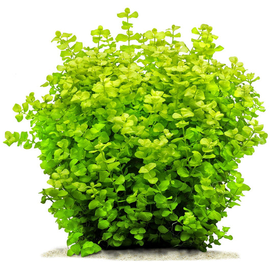 Lysimachia nummularia-local