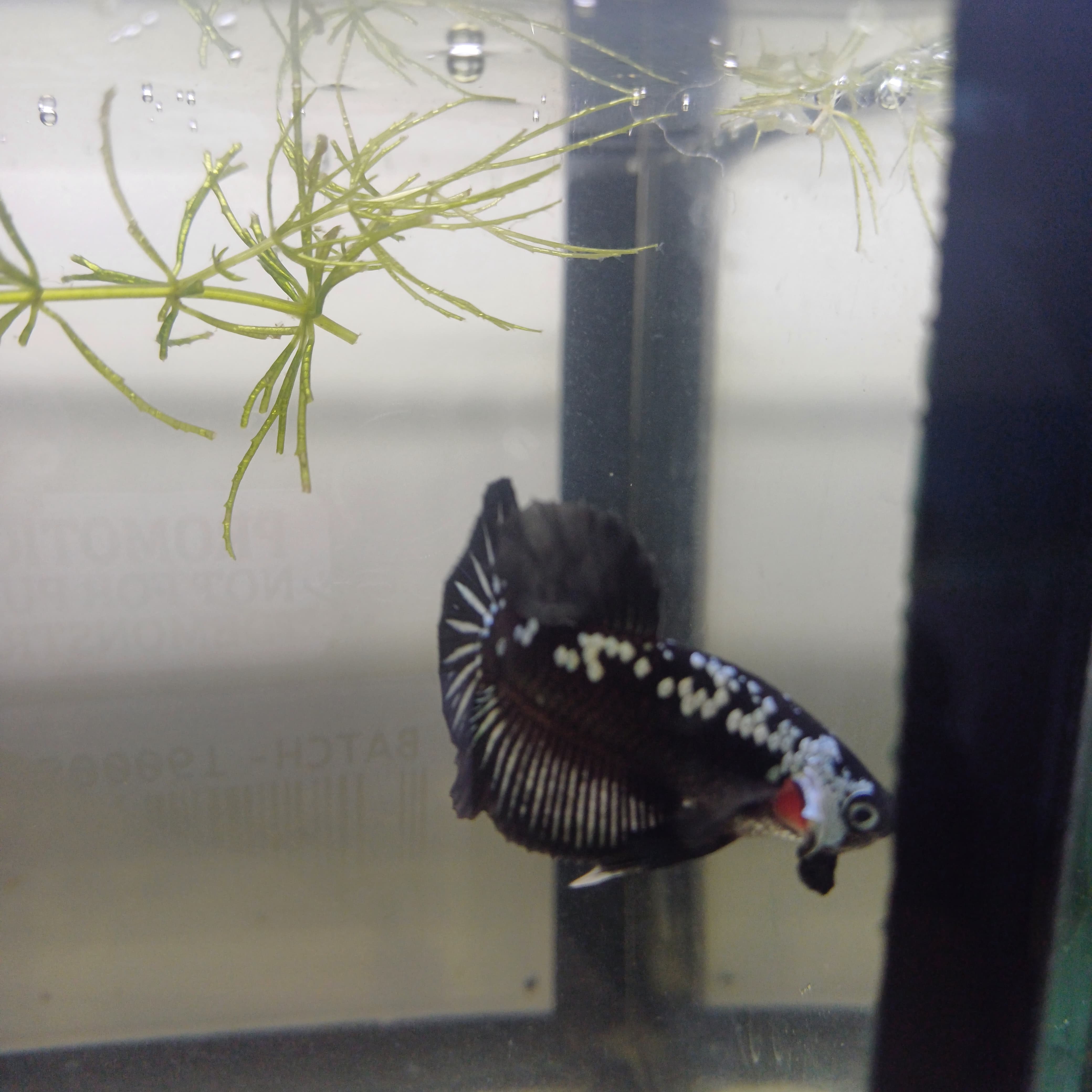 Betta-Mamba Pk #1