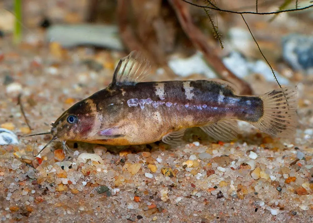 Catfish-Microsynodontis Polli