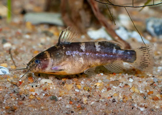 Catfish-Microsynodontis Polli