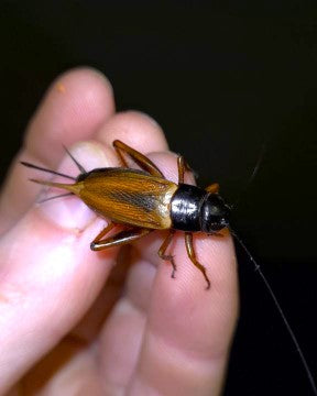 FFA - Black Crickets