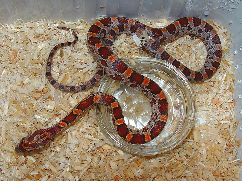 Normal Corn Snake