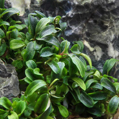 Bucephalandra Portions- 80mm Tub