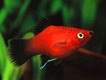 Platy (30-40mm)