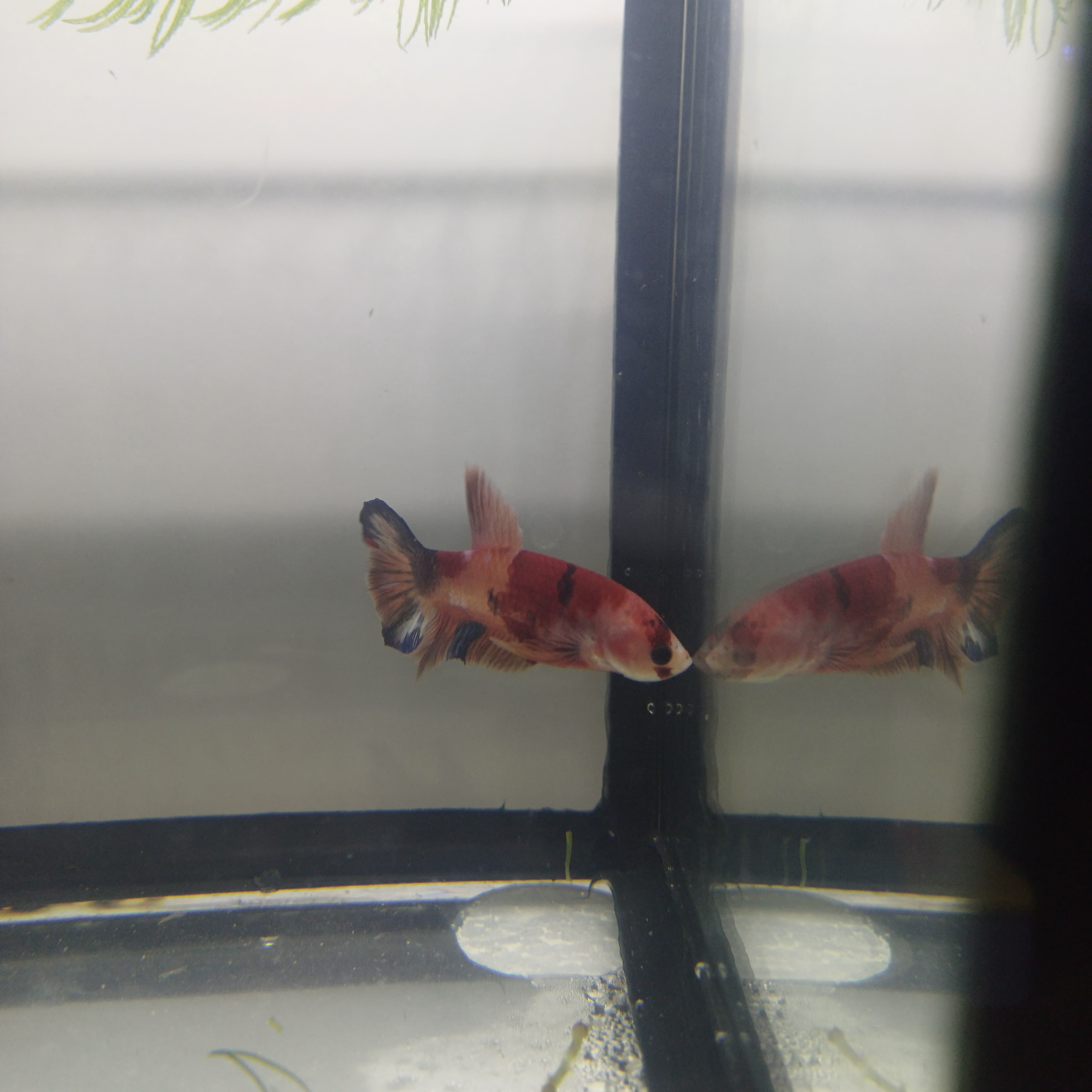 Betta-Nemo PK#1