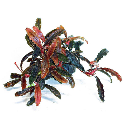 Bucephalandra Portions- 80mm Tub