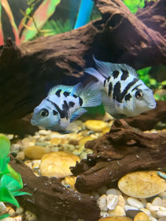 Cichlid-Polar Parrot