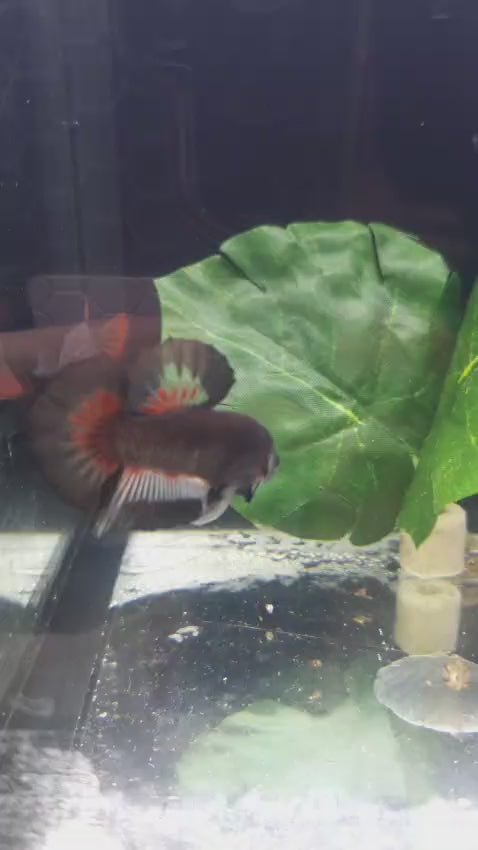 Betta-Vampire Pair