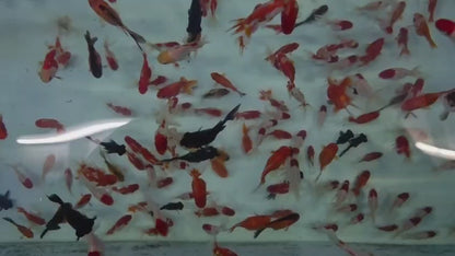 Goldfish Mix 30-60mm